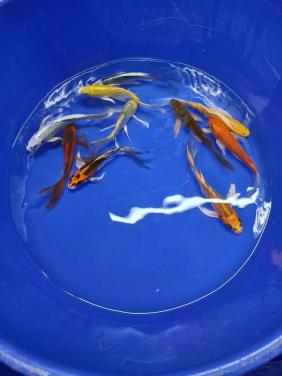 Butterfly koi