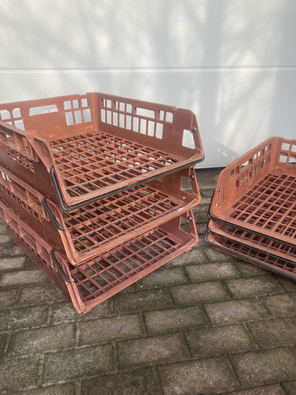 Broodkratten ook grotere aantallen