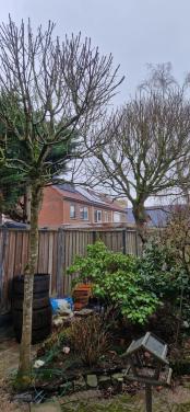 Gezocht: bomen snoeien