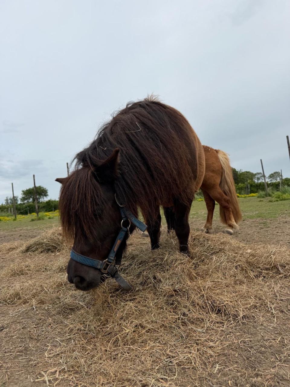 Zwarte shetland pony merrie