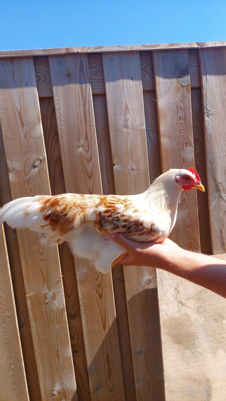 1 hen en 4 hanen zoeken een huisje!