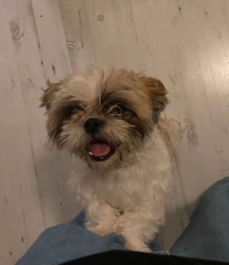 Vriendelijke vrolijke boomer reu 1 jaar