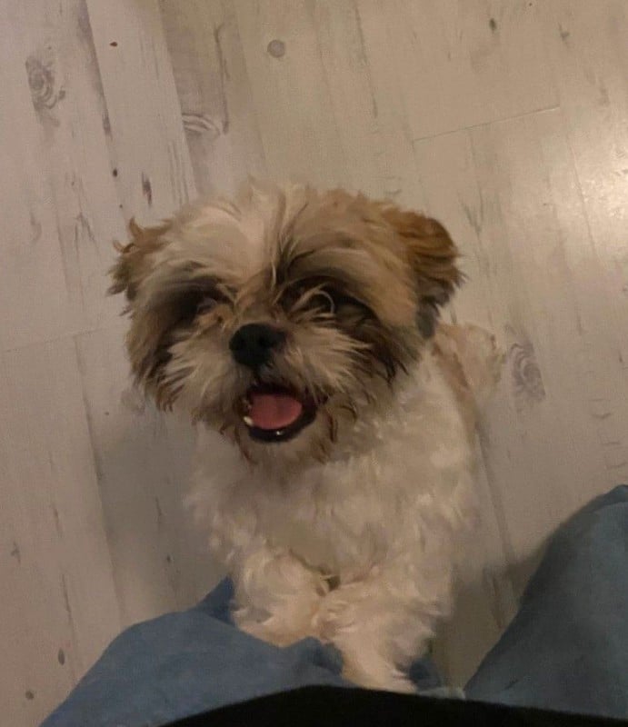 Vriendelijke vrolijke boomer reu 1 jaar