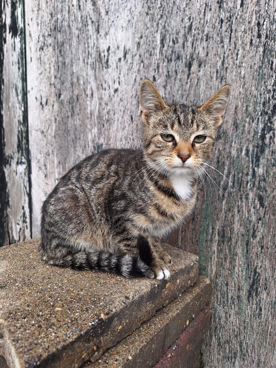 Aanhankelijke Kitten