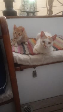 Lieve poes