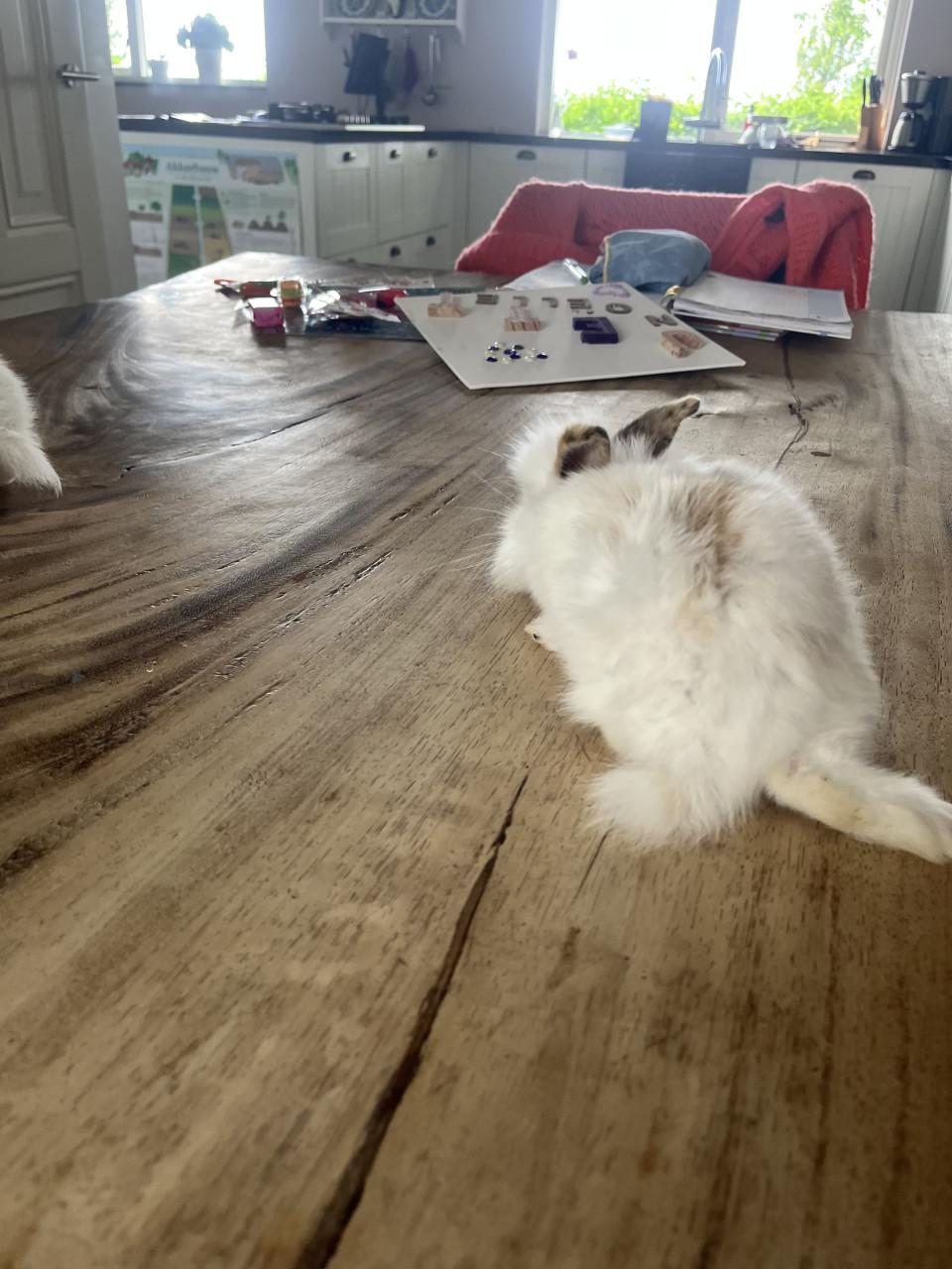 Baby konijn