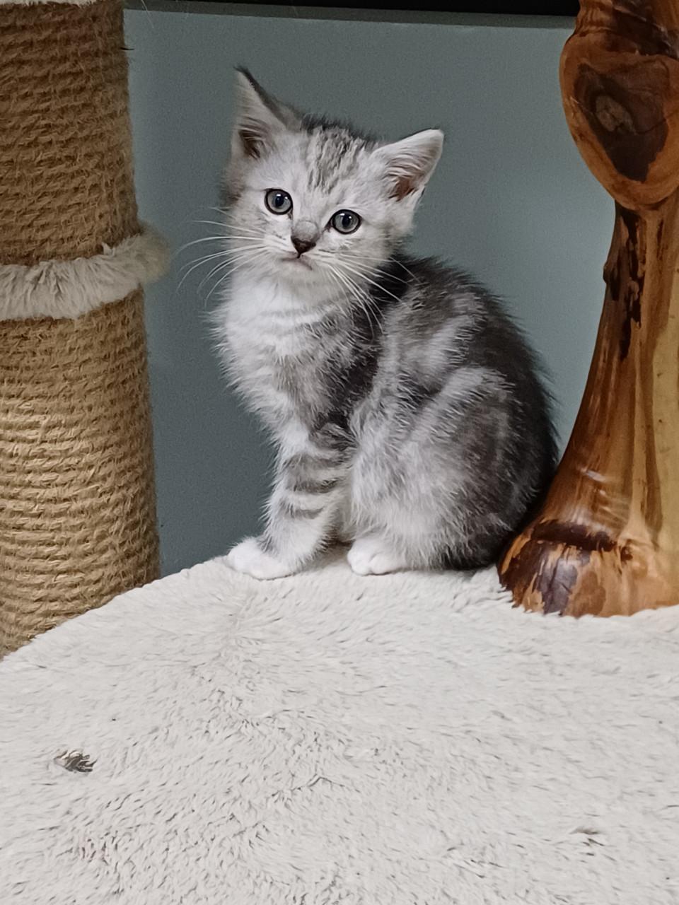 Prachtige Brits Korthaar x Ragdoll kittens beschikbaar.