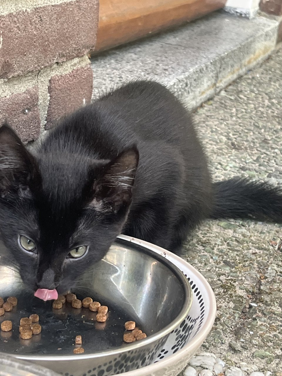 Nog 4 leuke lieve kittens te koop van 12 weken oud