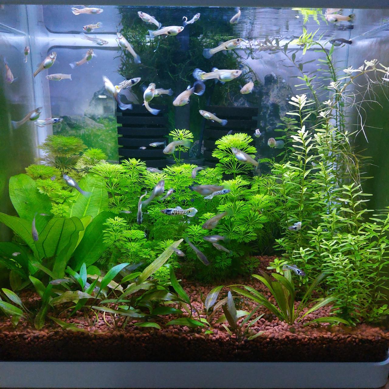 Blue platium endlers