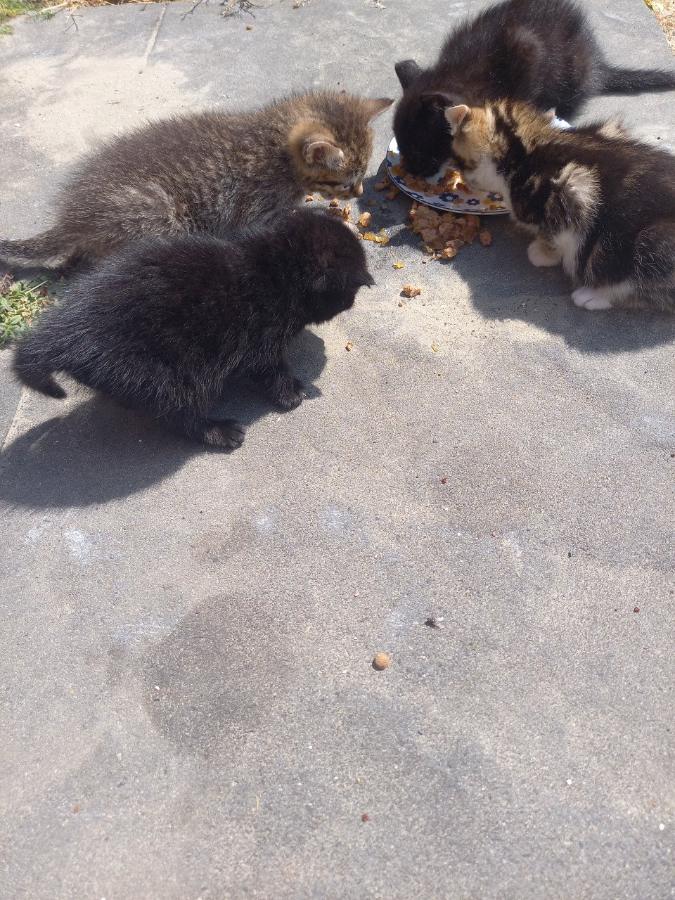 Kittens