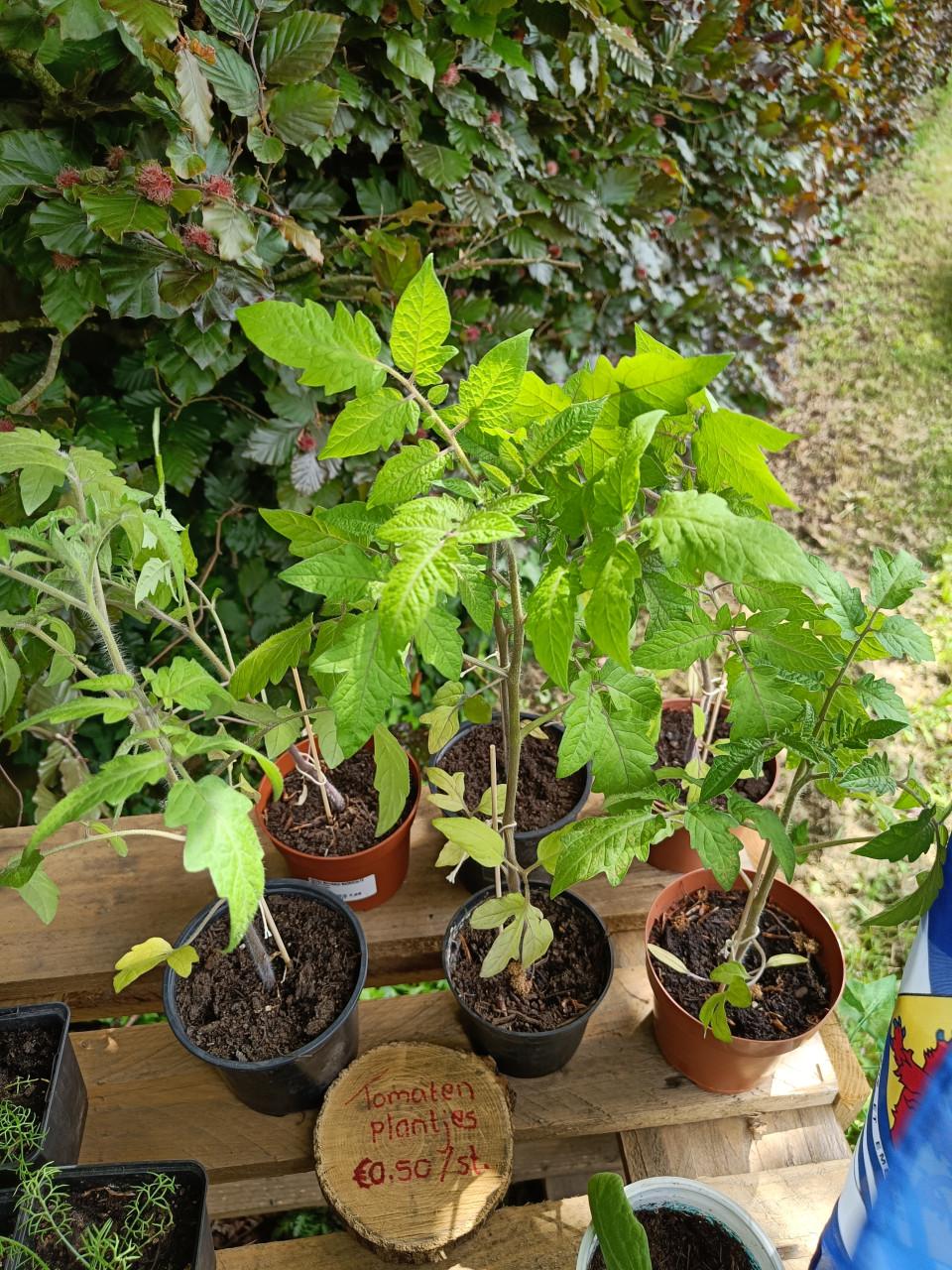 🌱🏵️ Biologische moestuin plantjes, bloemen en kruiden 🏵️🌱