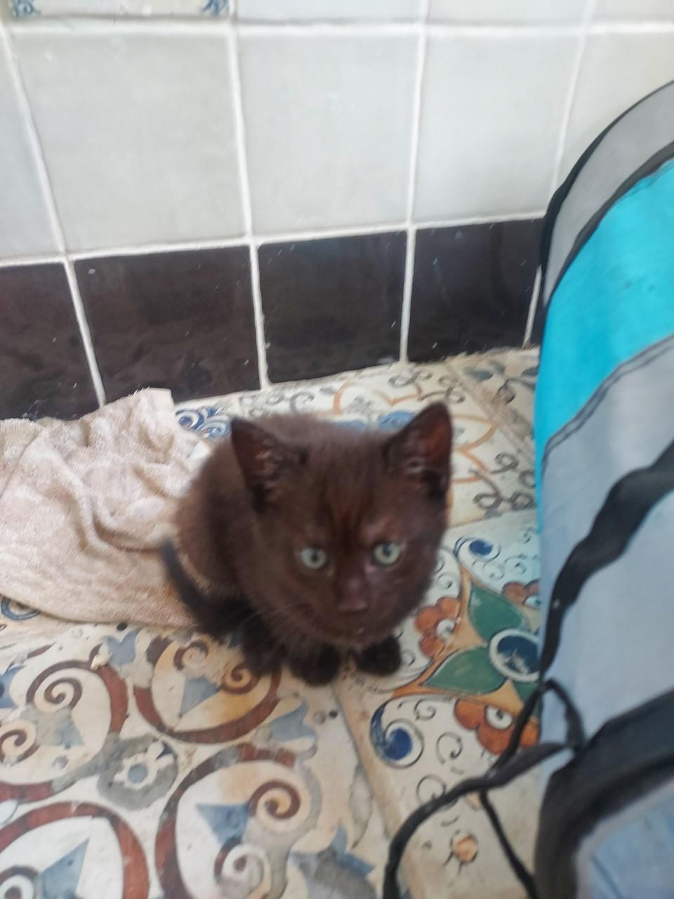 Kittens
