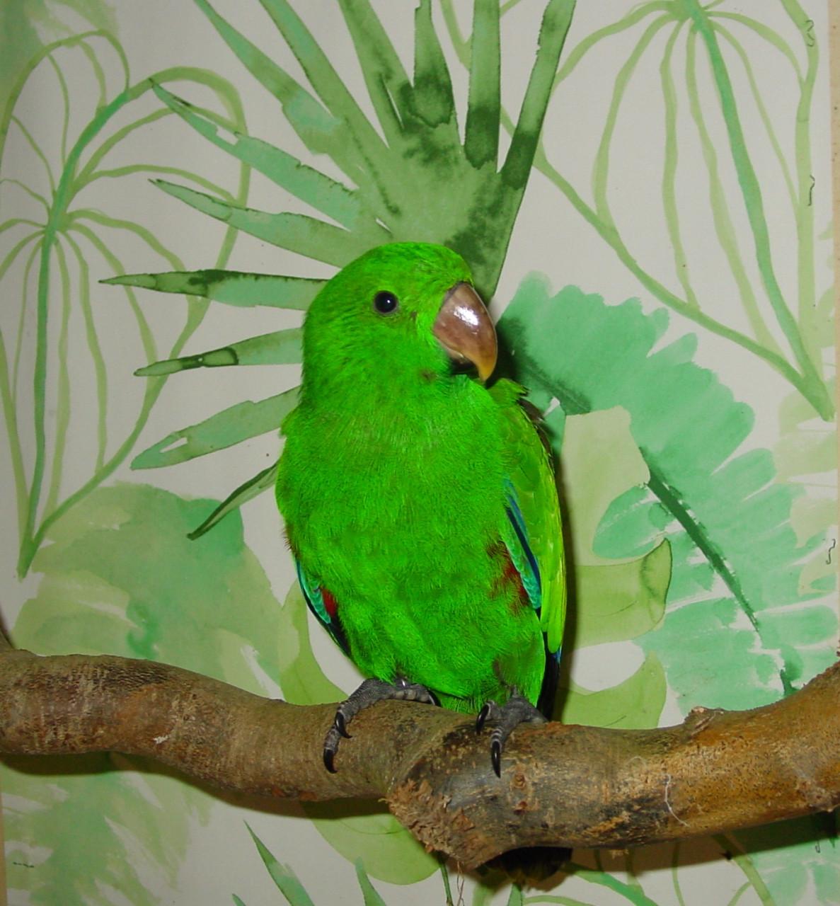 NG Edelpapegaaien eigen kweek en...........