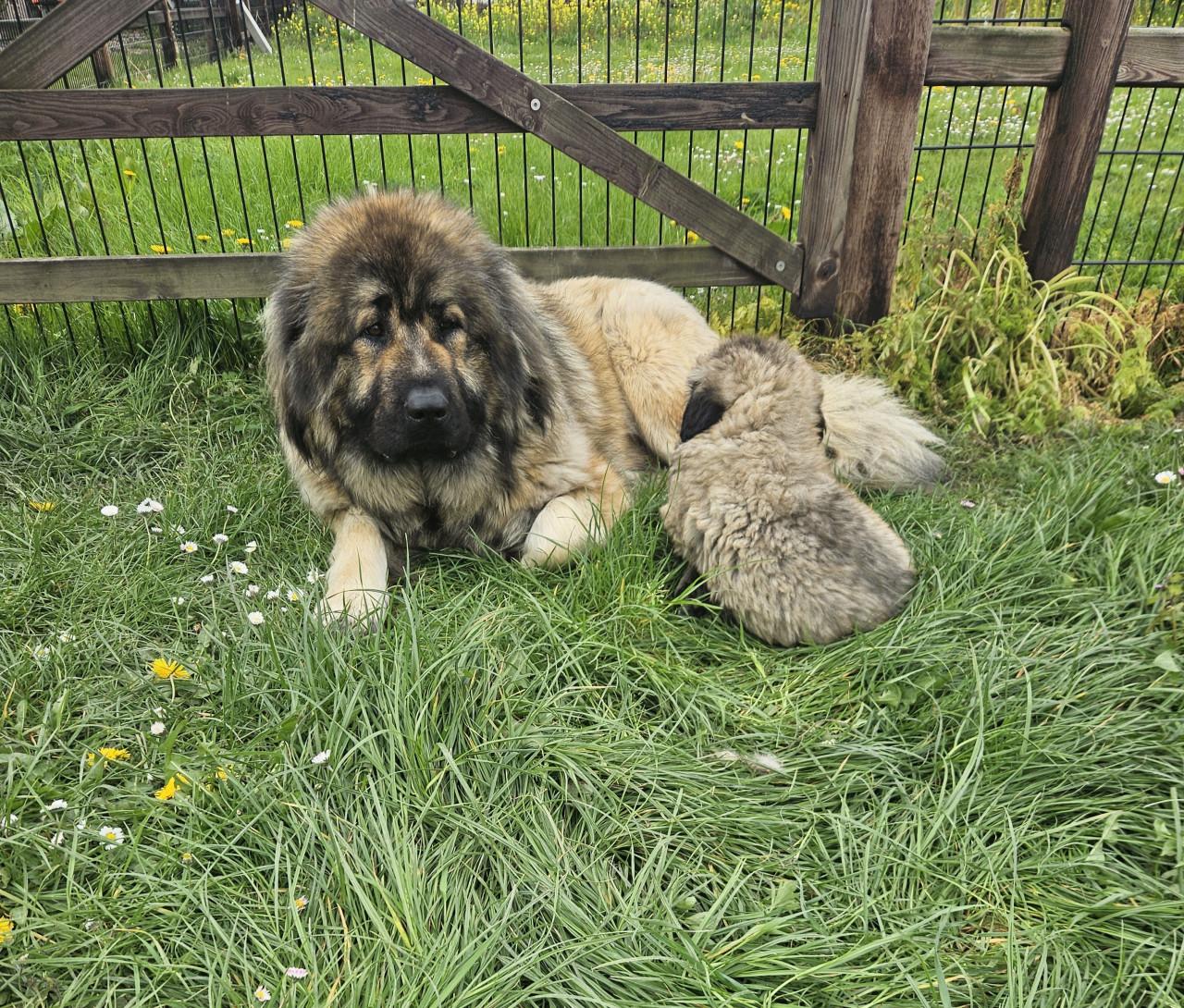 Hondenkennel zoekt personeel