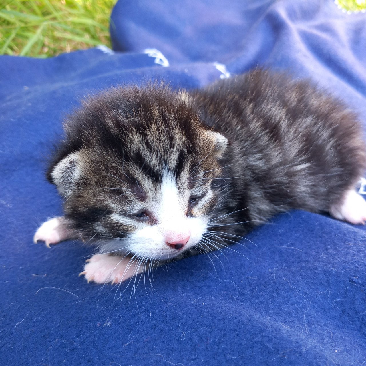 2 prachtige nestjes kittens