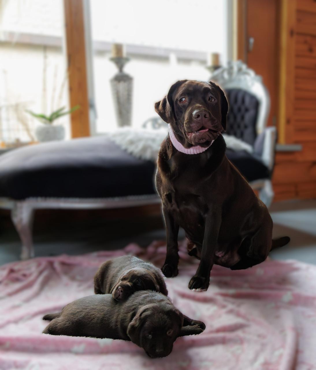 Chocolade Bruine Labrador Pups
