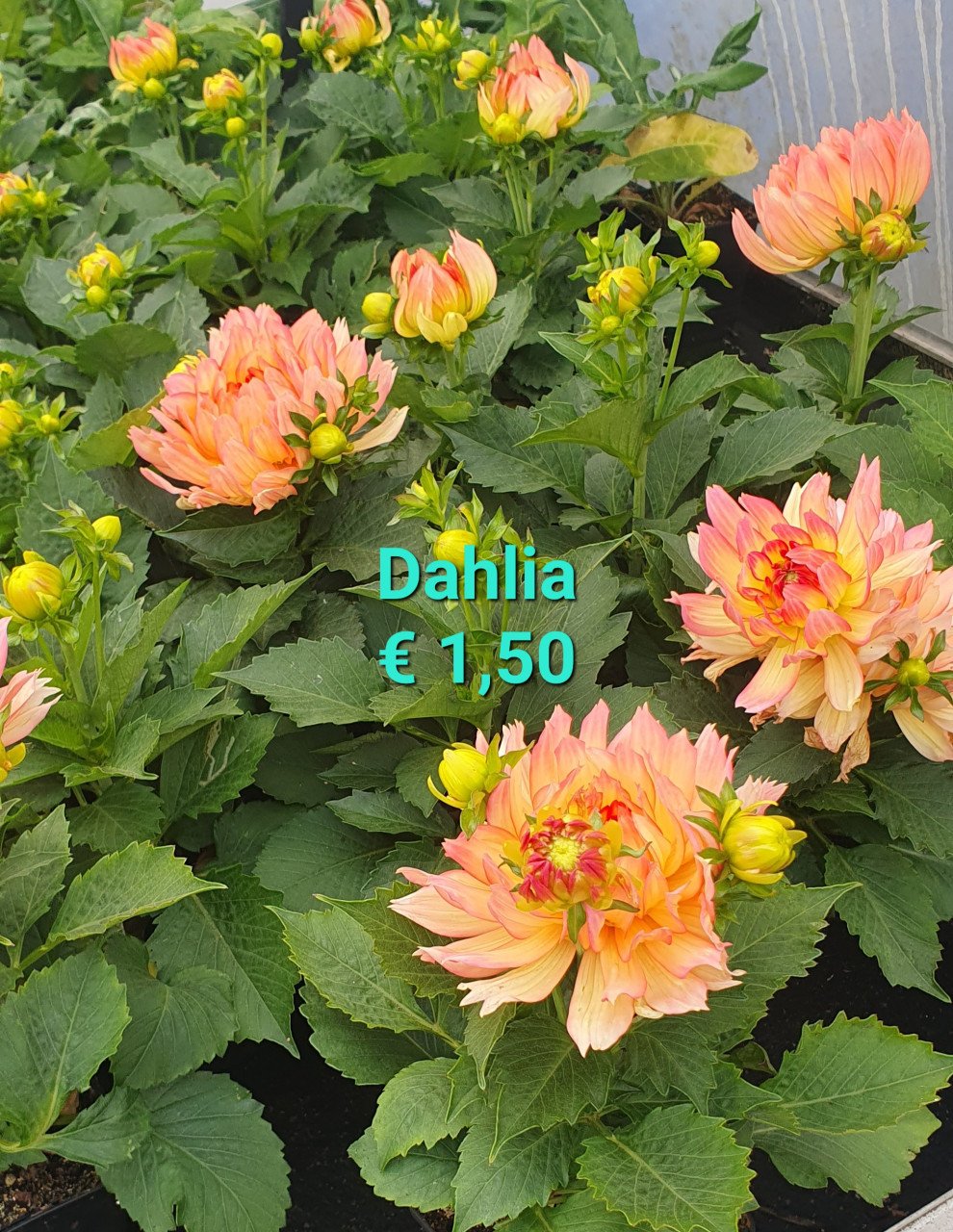 TUINPLANTEN leuke prijzen!