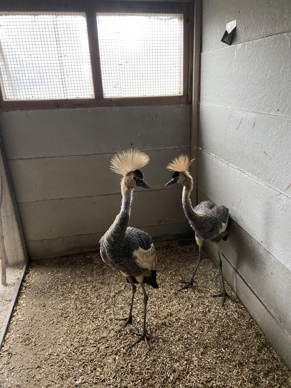 Jonge grijze kroonkraanvogels