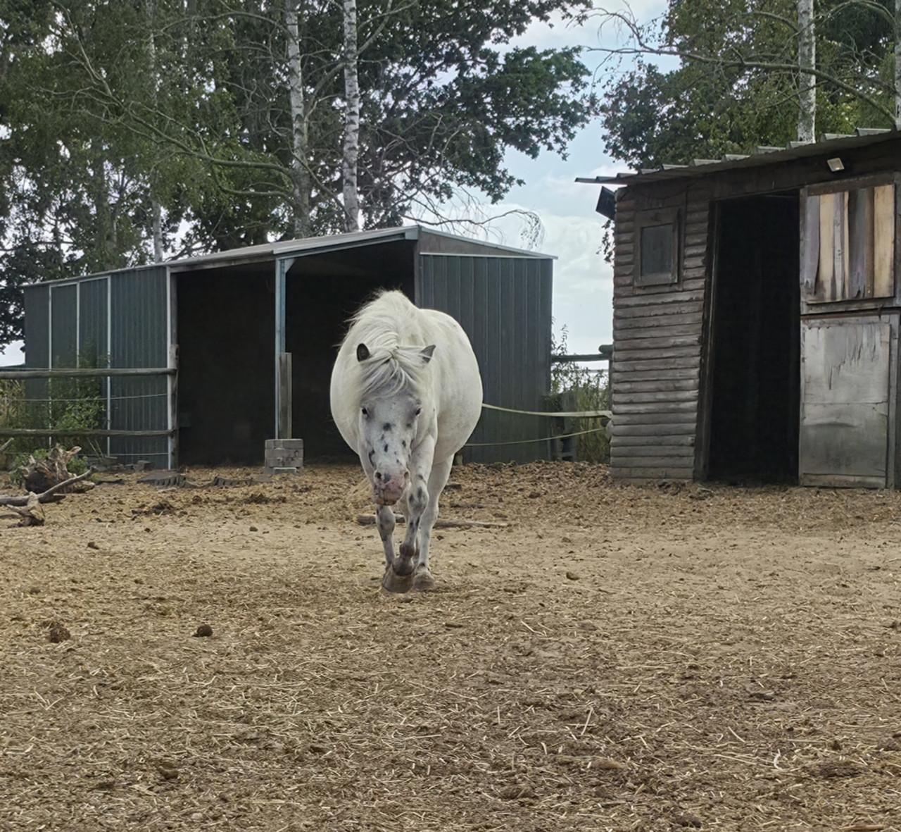 Shetland pony's