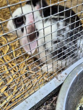 Raszuiver Nederlandse dwerghangoor ram