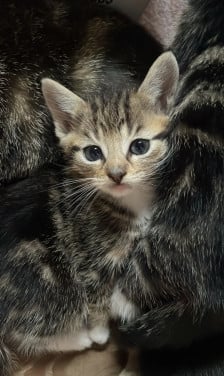 Kittens