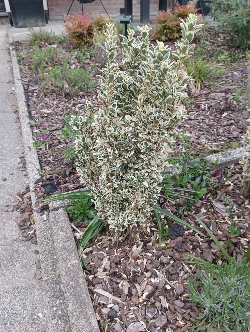 Euonymus Japonicus