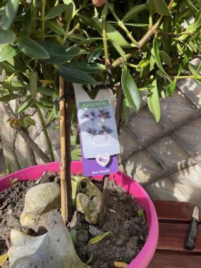 Hebe Addenda op stam