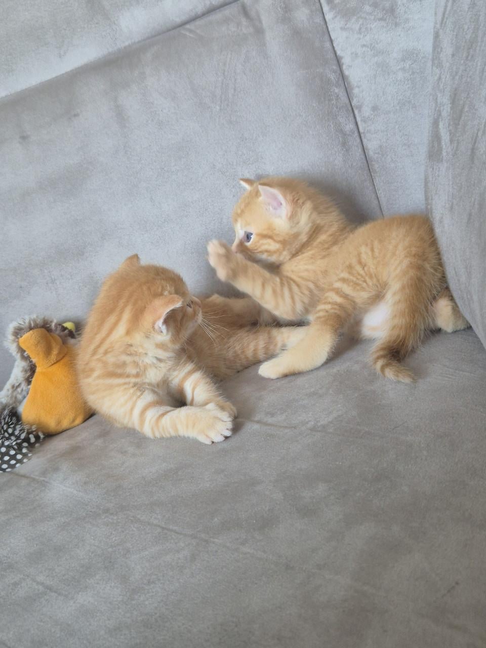Rode Kitten