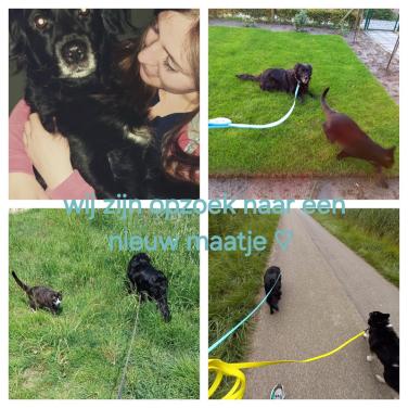 Lieve hond gevraagd, liefdevol huisje aangeboden.