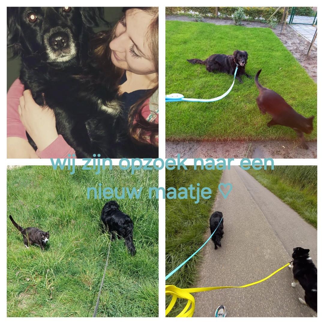 Lieve hond gevraagd, liefdevol huisje aangeboden.