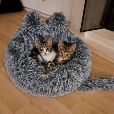 Kittens