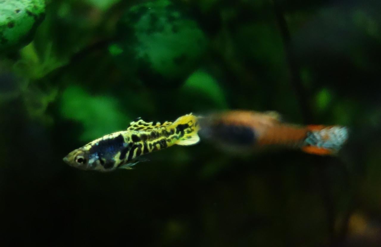 Endler guppen Yellow Tiger
