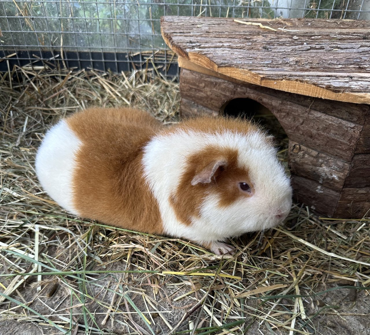 Cavia’ s