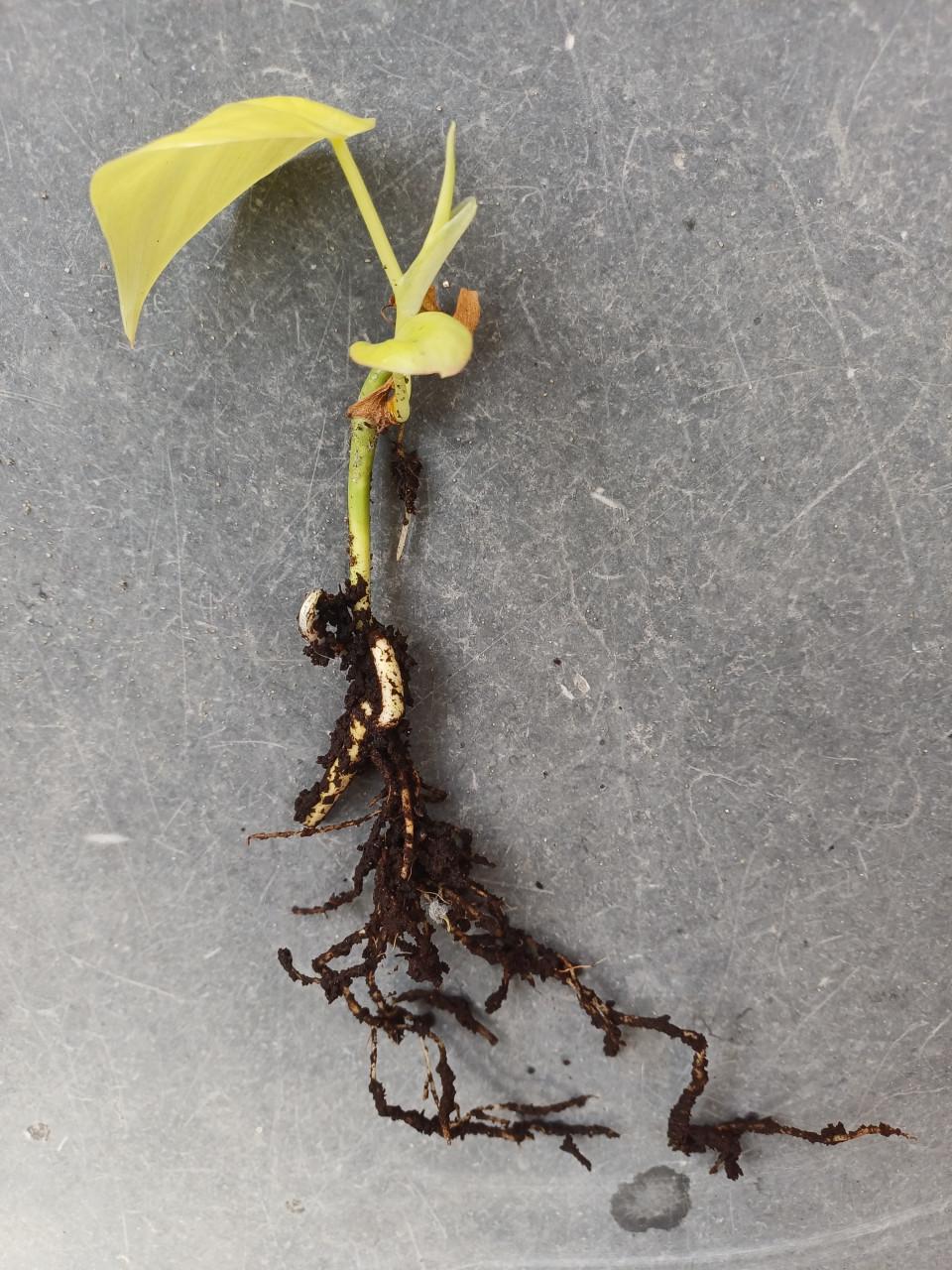 Twee stekjes van de Philodendron Lemon Lime - samen 1,50!
