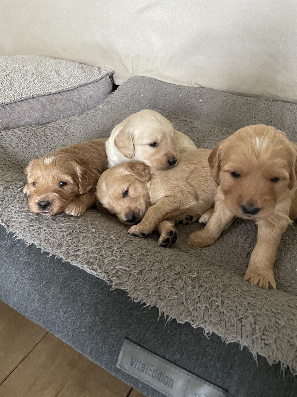 Mooie pups Golden retriever x Labradoodle