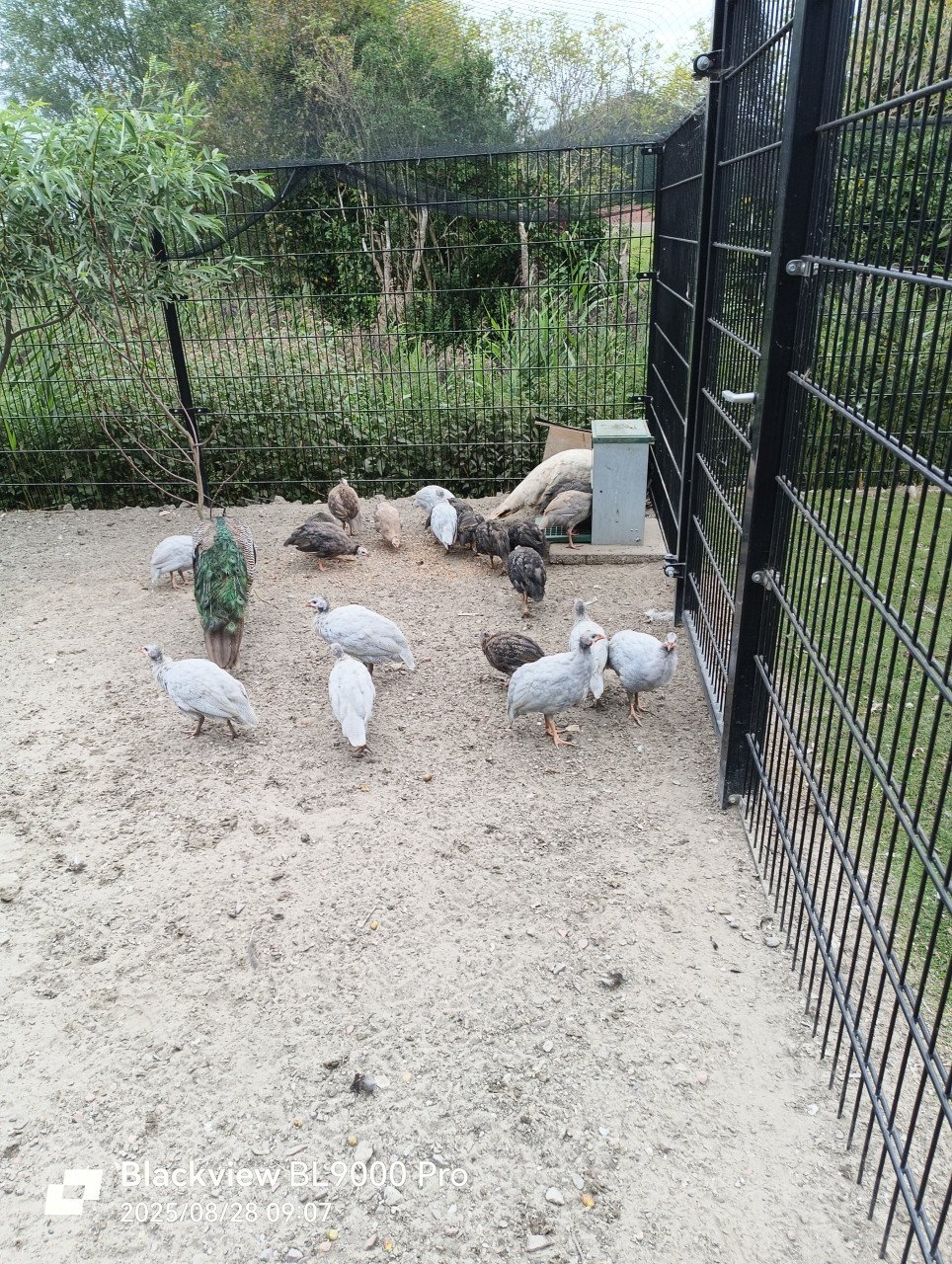 Parelhoen te koop