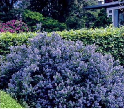 Ceanothus Impressus Victoria