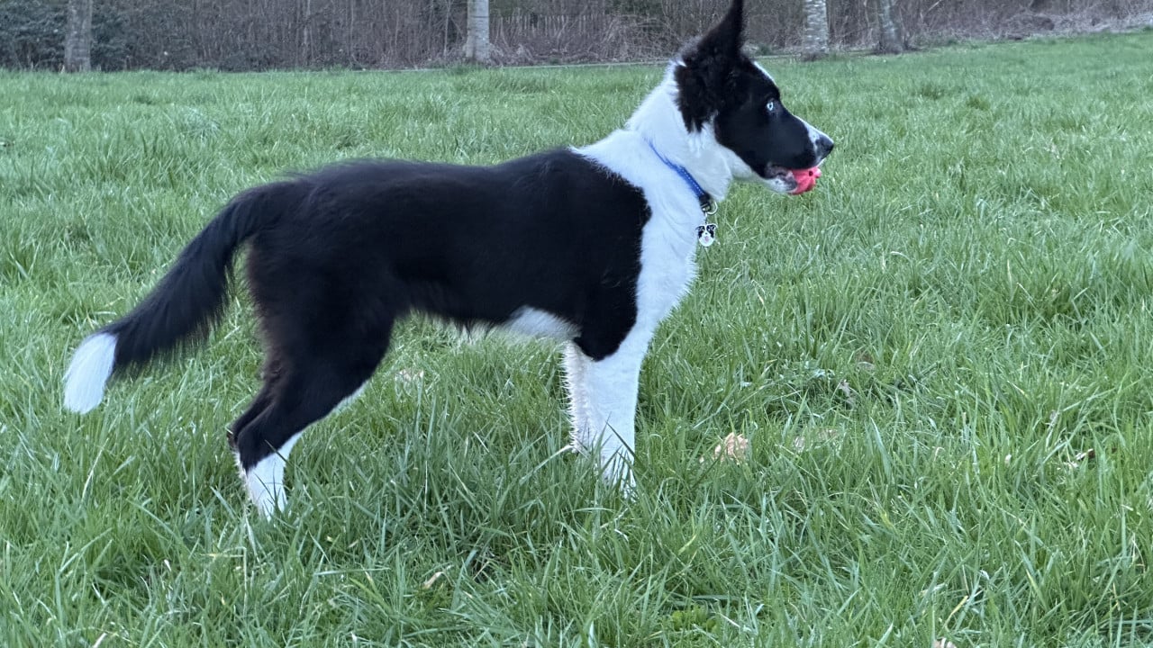 Border-Collie Dekreu beschikbaar.