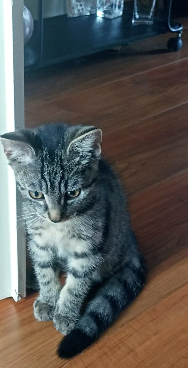 Kittens