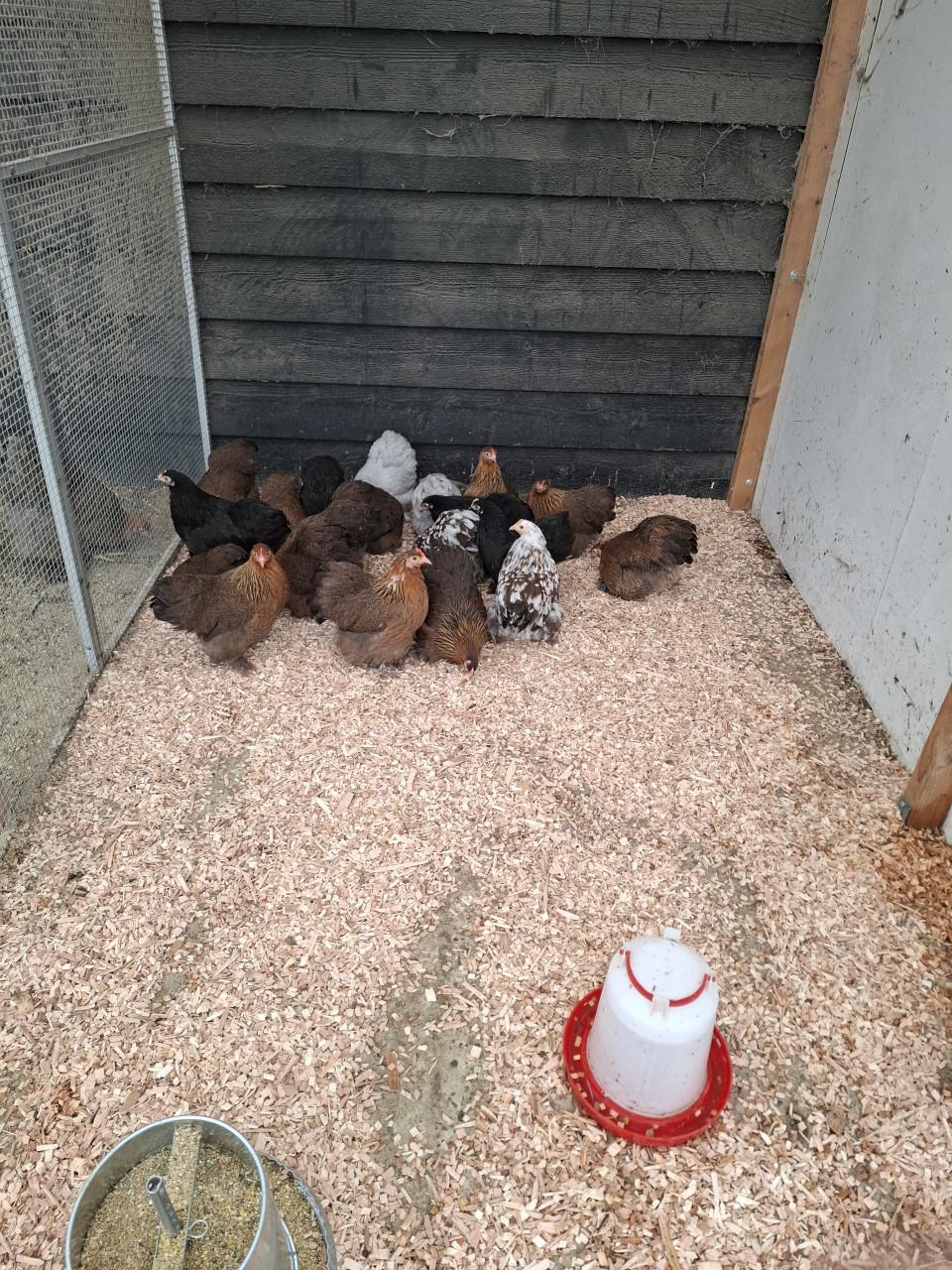 Er zijn weer padua, cochin, zijdehoen, brahma