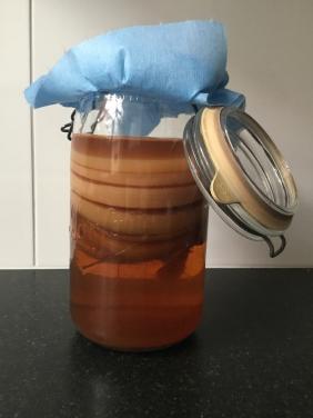 Kombucha zwam met starter te koop