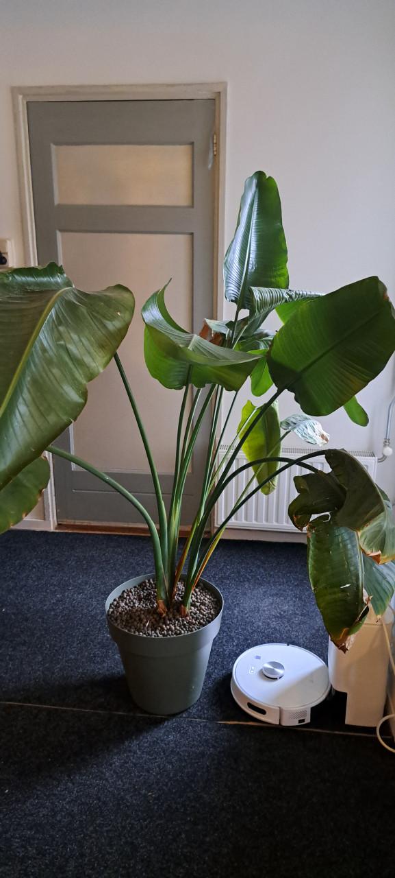 Plant