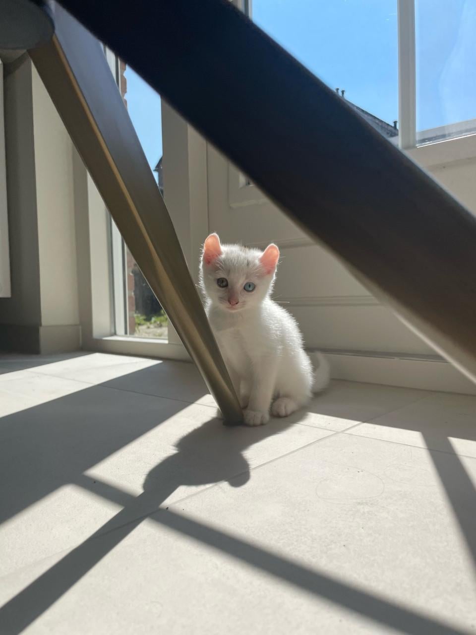 Kittens