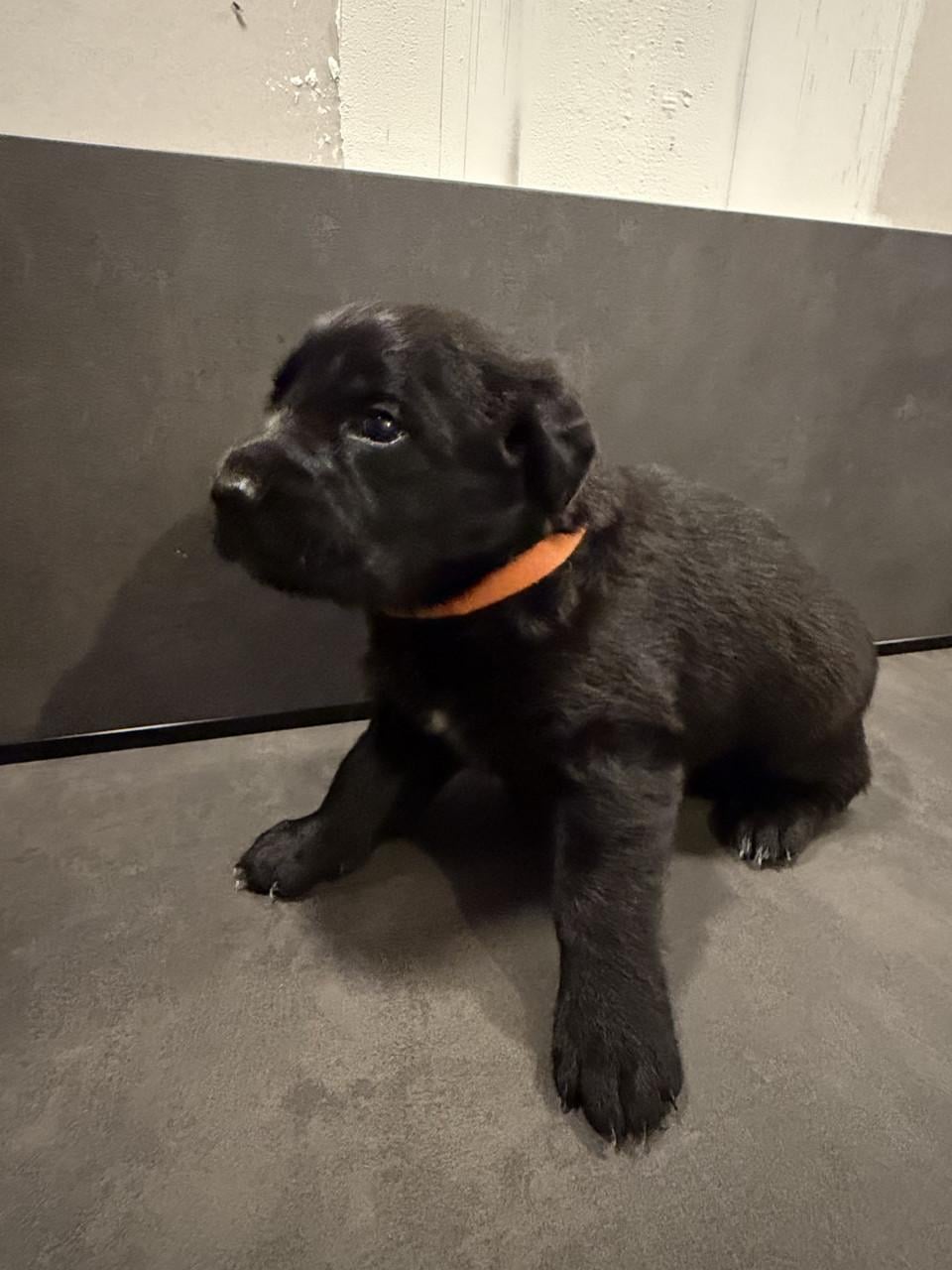 Duitse herder - labrador pups (nog 1 teefje beschikbaar)