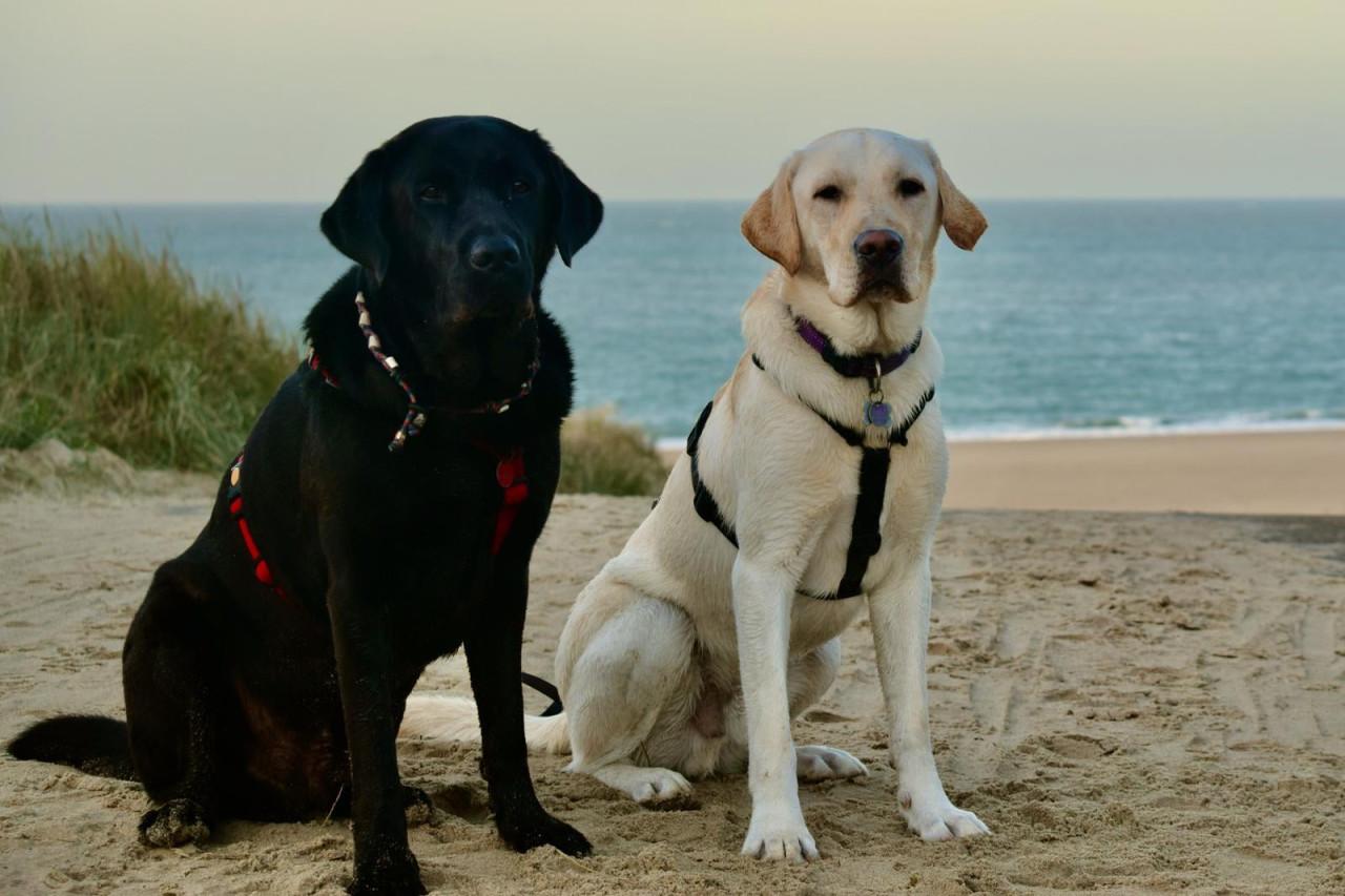Portret van je favoriete huisdier - KENNISMAKINGSTARIEF FEBRUARI!!
