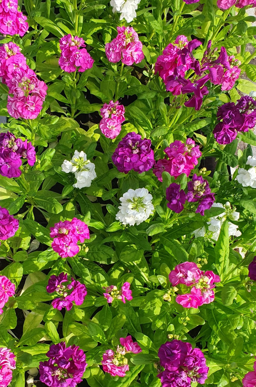 TUINPLANTEN Oudelande