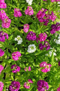 TUINPLANTEN Oudelande