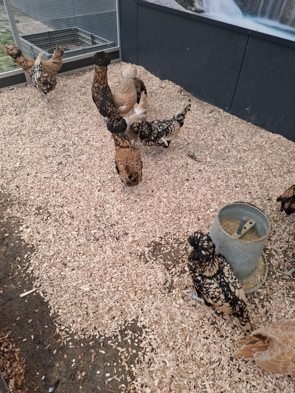 Er zijn weer padua, cochin, zijdehoen, brahma