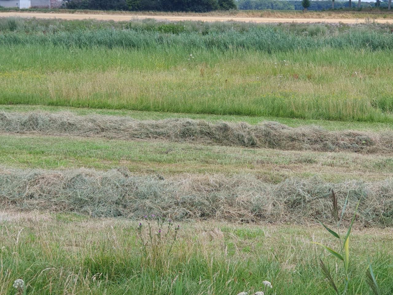 Grote ronde balen natuurhooi 1e snede laag eiwt schoon, in folie gewikkeld.
