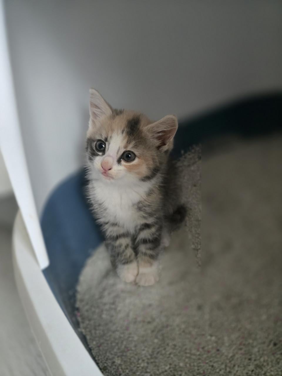 Kitten Vrouwtje